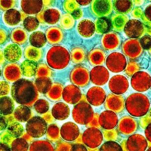 coleklin colesterolo astaxantina