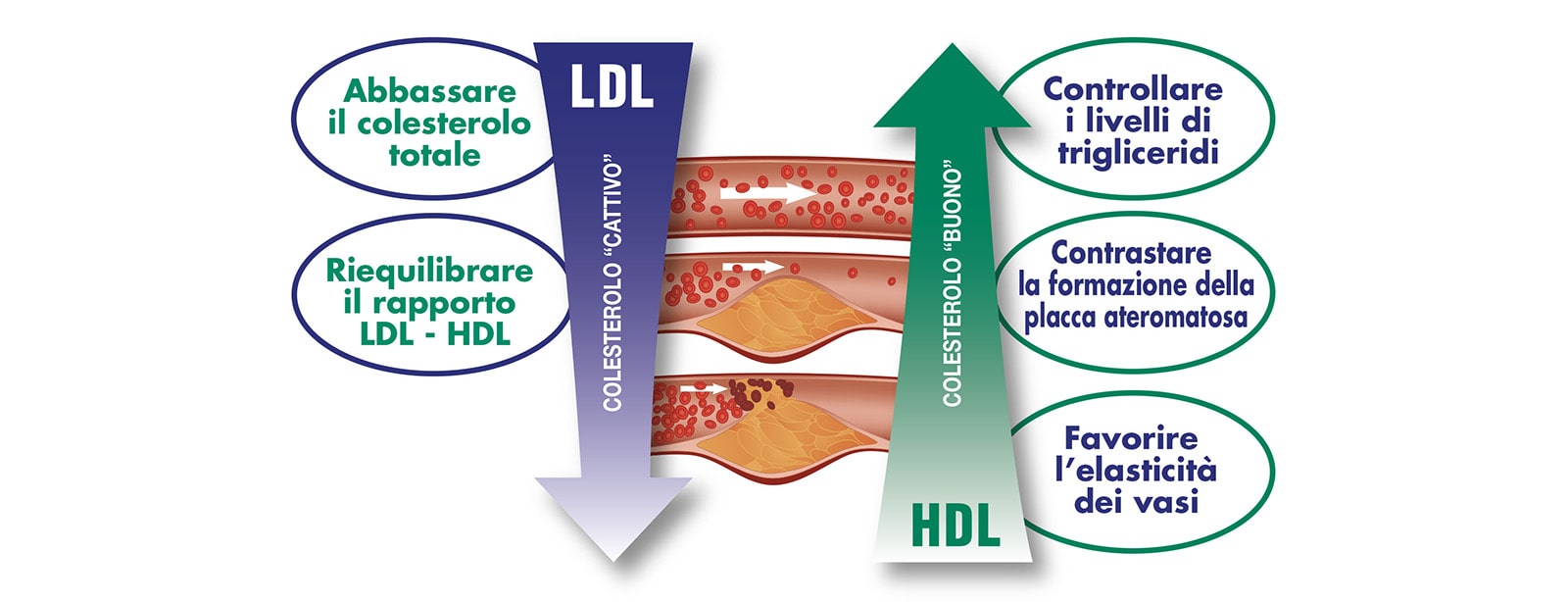 coleklin colesterolo abc trading